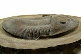 Well Preserved Asaphid Trilobite - Fezouata Formation #372411-2